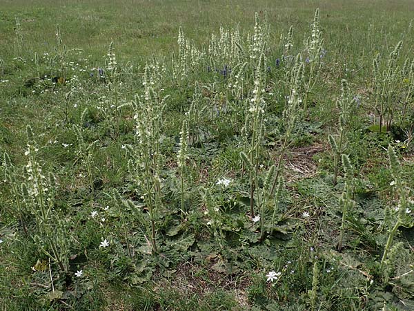 Salvia austriaca \ sterreichischer Salbei / Austrian Sage, A Seewinkel, Apetlon 8.5.2022