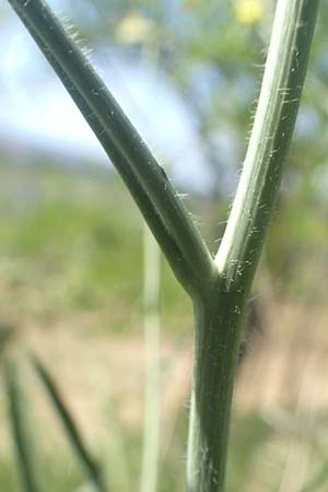 Sisymbrium altissimum \ Riesen-Rauke, Ungarische Rauke / Tall Rocket, A Weiden am Neusiedler See 10.5.2022