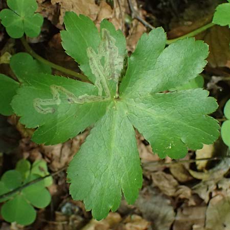 Sanicula europaea \ Sanikel, A Deutschlandsberger Klause 30.6.2022