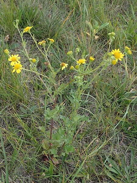 Senecio aquaticus \ Wasser-Greiskraut, A Seewinkel, Apetlon 26.9.2022