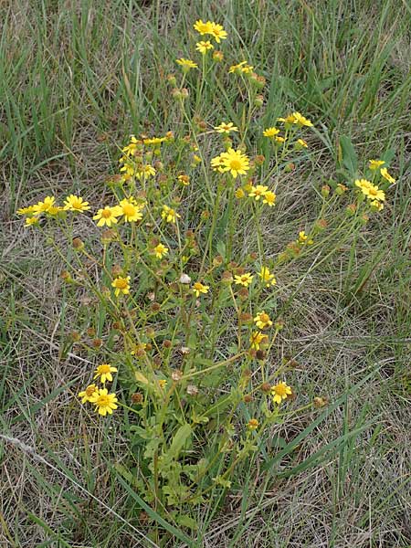 Senecio aquaticus \ Wasser-Greiskraut / Marsh Ragwort, A Seewinkel, Apetlon 26.9.2022