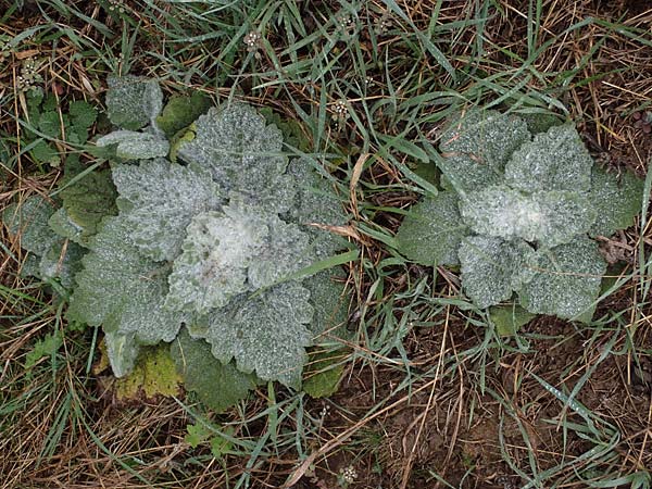 Salvia aethiopis / Woolly Clary, Mediterranean Sage, A Wien 2.4.2023