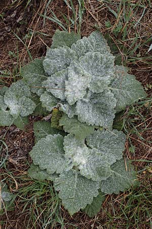 Salvia aethiopis \ Ungarischer Salbei, Woll-Salbei, A Wien 2.4.2023