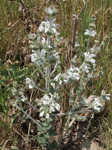 Salvia austriaca \ sterreichischer Salbei / Austrian Sage, A Wien 10.7.2023