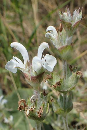 Salvia austriaca \ sterreichischer Salbei / Austrian Sage, A Wien 10.7.2023