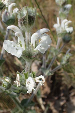 Salvia austriaca \ sterreichischer Salbei / Austrian Sage, A Wien 10.7.2023