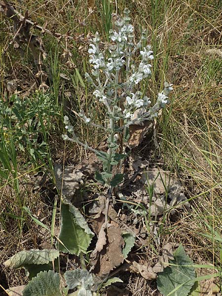 Salvia austriaca \ sterreichischer Salbei / Austrian Sage, A Wien 10.7.2023