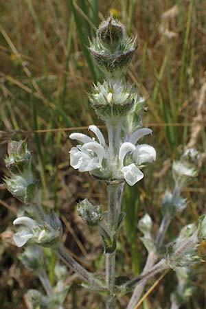 Salvia austriaca \ sterreichischer Salbei / Austrian Sage, A Wien 10.7.2023