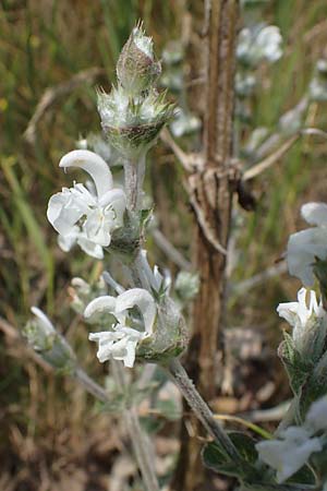 Salvia austriaca \ sterreichischer Salbei / Austrian Sage, A Wien 10.7.2023