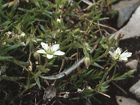 Sabulina austriaca \ sterreicher Miere / Austrian Sandwort, A Lechtal, Elbigenalb 16.8.1987