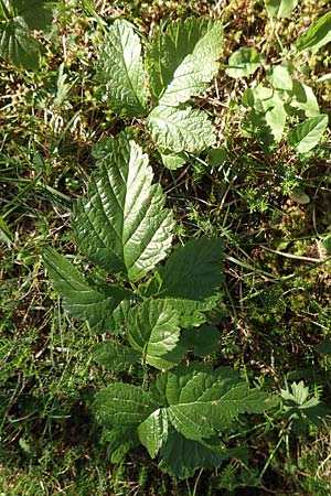 Rubus saxatilis \ Steinbeere / Stone Bramble, A Tragöß 30.6.2019