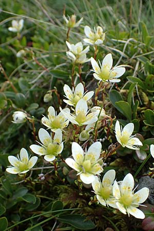 Saxifraga bryoides \ Moos-Steinbrech, A Niedere Tauern, Sölk-Pass 26.7.2021