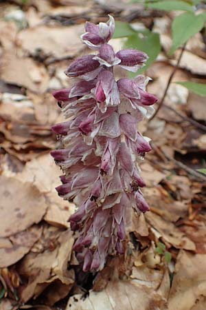 Lathraea squamaria \ Gewhnliche Schuppenwurz / Toothwort, A Kärnten/Carinthia, Feistritz im Rosental 17.5.2016