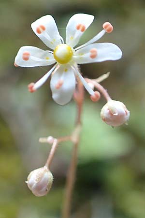 Saxifraga cuneifolia \ Keilblttriger Steinbrech / Lesser London Pride, A Kärnten/Carinthia, Gallizien 18.5.2016