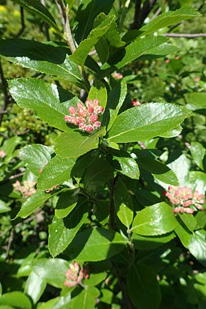 Sorbus chamaemespilus \ Zwerg-Mehlbeere, Berg-Mehlbeere, A Tauplitz-Alm 5.7.2020