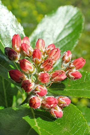 Sorbus chamaemespilus \ Zwerg-Mehlbeere, Berg-Mehlbeere / Dwarf Whitebeam, False Medlar, A Tauplitz-Alm 5.7.2020