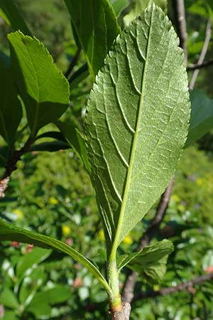 Sorbus chamaemespilus \ Zwerg-Mehlbeere, Berg-Mehlbeere, A Tauplitz-Alm 5.7.2020