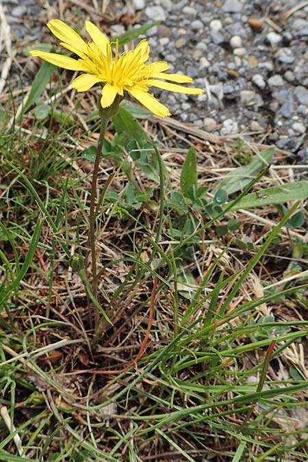 Scorzonera cana \ Jacquins Schwarzwurzel, Graue Schwarzwurzel / Jacquin's Viper's Grass, A Seewinkel, Apetlon 8.5.2022