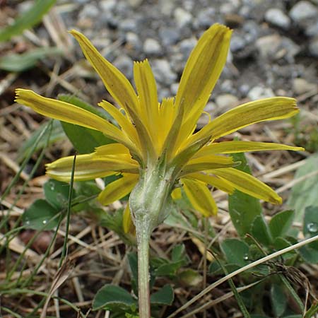 Scorzonera cana \ Jacquins Schwarzwurzel, Graue Schwarzwurzel / Jacquin's Viper's Grass, A Seewinkel, Apetlon 8.5.2022