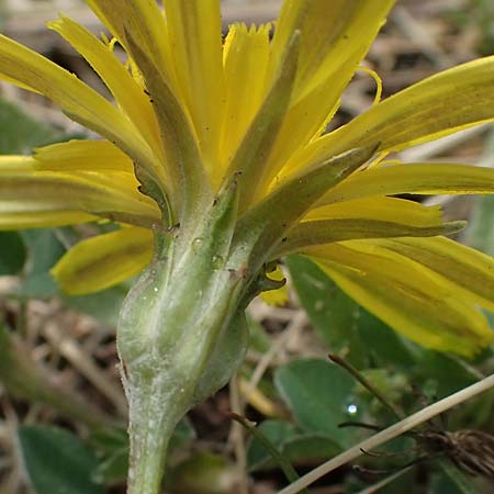 Scorzonera cana \ Jacquins Schwarzwurzel, Graue Schwarzwurzel / Jacquin's Viper's Grass, A Seewinkel, Apetlon 8.5.2022