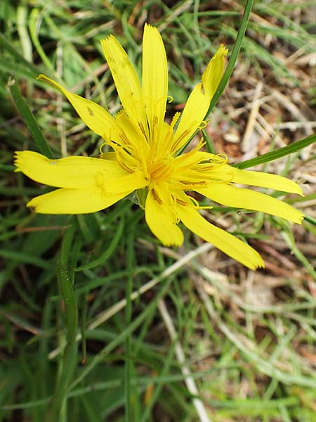 Scorzonera cana \ Jacquins Schwarzwurzel, Graue Schwarzwurzel / Jacquin's Viper's Grass, A Seewinkel, Apetlon 8.5.2022