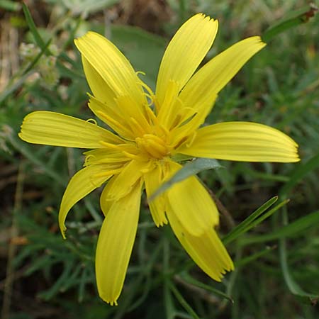 Scorzonera cana \ Jacquins Schwarzwurzel, Graue Schwarzwurzel / Jacquin's Viper's Grass, A Seewinkel, Apetlon 8.5.2022