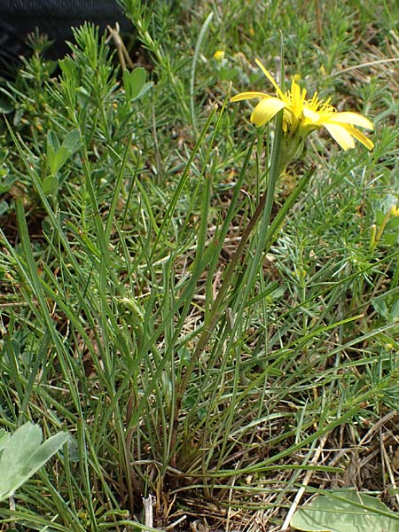 Scorzonera cana \ Jacquins Schwarzwurzel, Graue Schwarzwurzel / Jacquin's Viper's Grass, A Seewinkel, Apetlon 8.5.2022