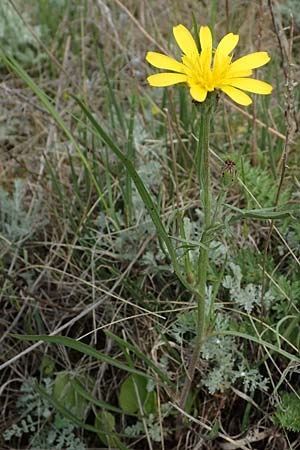 Scorzonera cana \ Jacquins Schwarzwurzel, Graue Schwarzwurzel / Jacquin's Viper's Grass, A Seewinkel, Apetlon 8.5.2022