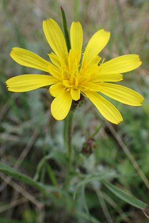 Scorzonera cana \ Jacquins Schwarzwurzel, Graue Schwarzwurzel / Jacquin's Viper's Grass, A Seewinkel, Apetlon 8.5.2022