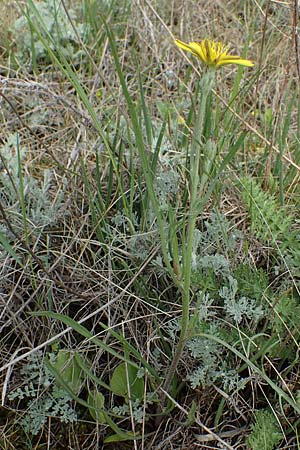 Scorzonera jacquiniana \ Jacquins Schwarzwurzel, Graue Schwarzwurzel, A Seewinkel,  Apetlon 8.5.2022