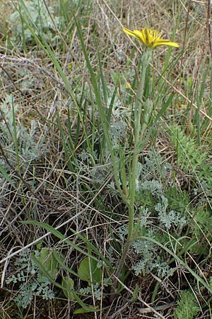 Scorzonera cana \ Jacquins Schwarzwurzel, Graue Schwarzwurzel / Jacquin's Viper's Grass, A Seewinkel, Apetlon 8.5.2022