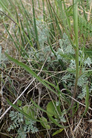 Scorzonera jacquiniana \ Jacquins Schwarzwurzel, Graue Schwarzwurzel, A Seewinkel,  Apetlon 8.5.2022