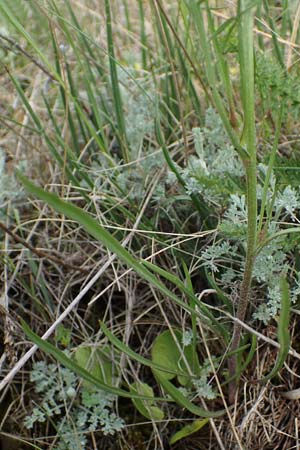 Scorzonera cana \ Jacquins Schwarzwurzel, Graue Schwarzwurzel / Jacquin's Viper's Grass, A Seewinkel, Apetlon 8.5.2022