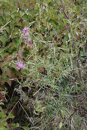 Centaurea scabiosa \ Skabiosen-Flockenblume / Greater Knapweed, A Hainburg 25.9.2022