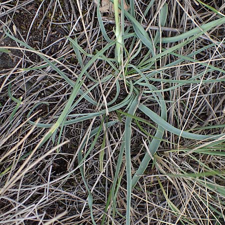 Scorzonera austriaca \ sterreichische Schwarzwurzel / Austrian Viper's Grass, A Hainburg 25.9.2022