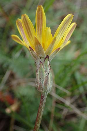 Scorzonera cana \ Jacquins Schwarzwurzel, Graue Schwarzwurzel / Jacquin's Viper's Grass, A Seewinkel, Apetlon 27.9.2022