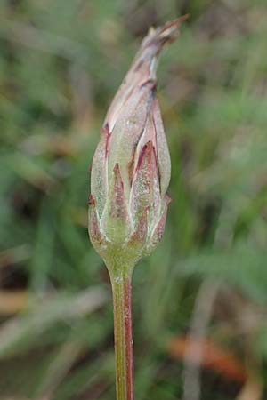 Scorzonera cana \ Jacquins Schwarzwurzel, Graue Schwarzwurzel / Jacquin's Viper's Grass, A Seewinkel, Apetlon 27.9.2022