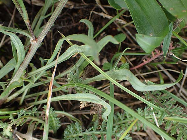 Scorzonera cana \ Jacquins Schwarzwurzel, Graue Schwarzwurzel / Jacquin's Viper's Grass, A Seewinkel, Apetlon 27.9.2022