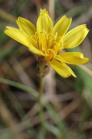 Scorzonera cana \ Jacquins Schwarzwurzel, Graue Schwarzwurzel / Jacquin's Viper's Grass, A Seewinkel, Apetlon 27.9.2022