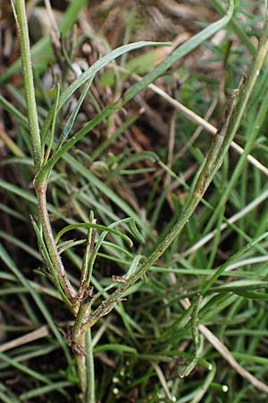 Scorzonera cana \ Jacquins Schwarzwurzel, Graue Schwarzwurzel / Jacquin's Viper's Grass, A Seewinkel, Apetlon 27.9.2022