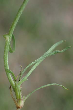 Scorzonera cana \ Jacquins Schwarzwurzel, Graue Schwarzwurzel / Jacquin's Viper's Grass, A Seewinkel, Apetlon 27.9.2022