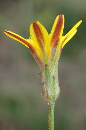 Scorzonera cana \ Jacquins Schwarzwurzel, Graue Schwarzwurzel / Jacquin's Viper's Grass, A Seewinkel, Apetlon 27.9.2022