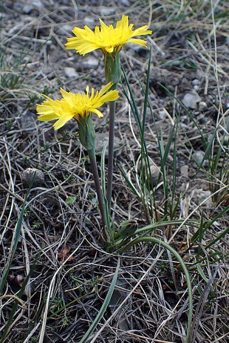 Scorzonera austriaca \ sterreichische Schwarzwurzel, A Hainburg 3.4.2023