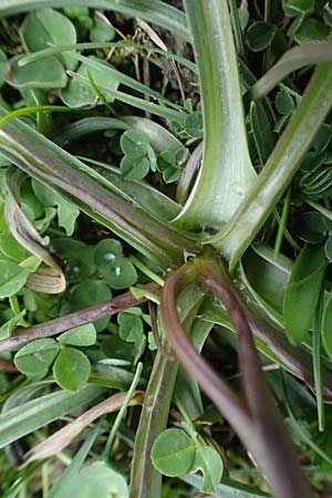 Scorzonera cana \ Jacquins Schwarzwurzel, Graue Schwarzwurzel / Jacquin's Viper's Grass, A Hainburg 7.3.2024