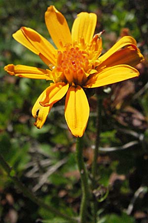 Senecio abrotanifolius \ Eberreisblttriges Greiskraut, Eberrauten-Greiskraut, A Kärnten, Petzen 21.7.2007