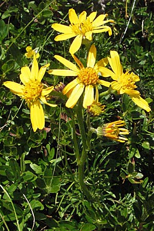 Senecio abrotanifolius / Southernwood-Leaved Ragwort, A Carinthia, Petzen 21.7.2007