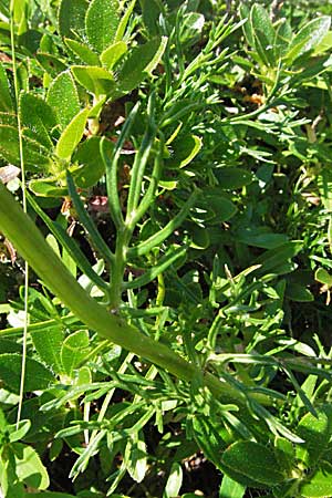 Senecio abrotanifolius / Southernwood-Leaved Ragwort, A Carinthia, Petzen 21.7.2007