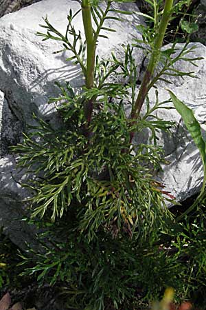 Senecio abrotanifolius / Southernwood-Leaved Ragwort, A Carinthia, Petzen 21.7.2007