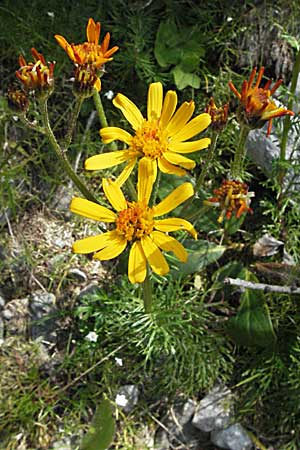 Senecio abrotanifolius \ Eberreisblttriges Greiskraut, Eberrauten-Greiskraut, A Kärnten, Petzen 21.7.2007