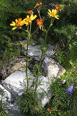 Senecio abrotanifolius / Southernwood-Leaved Ragwort, A Carinthia, Petzen 21.7.2007